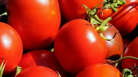 تصویر 4 از گوجه فرنگی قرمز تازه رسیده آبدار